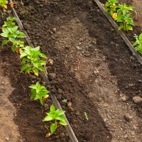 Installing a drip-irrigation system, saves 15 gallons each time you water